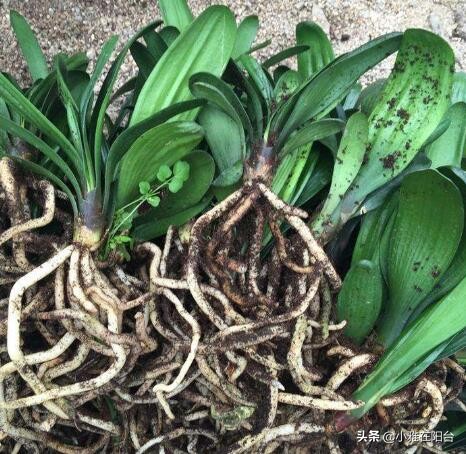 君子兰怎么养出宽大肥厚的叶片,君子兰怎么养叶片才茂盛