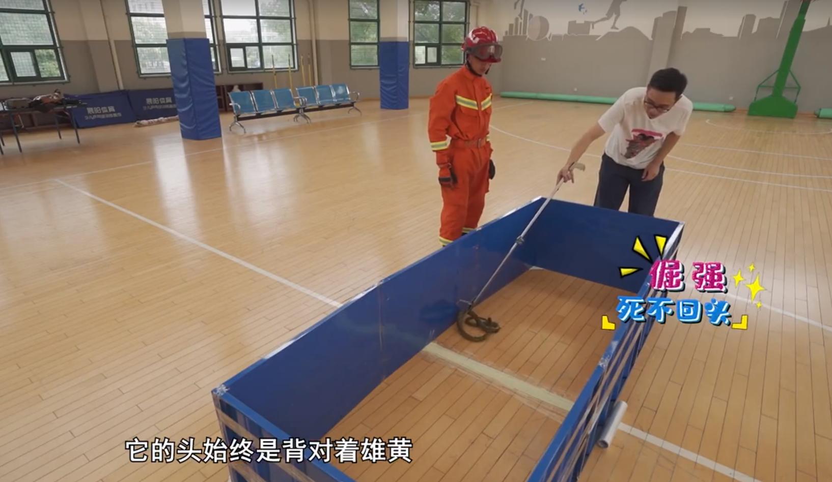 为啥有鹅的地方没有蛇,鹅的粪便能驱赶蛇是真的吗