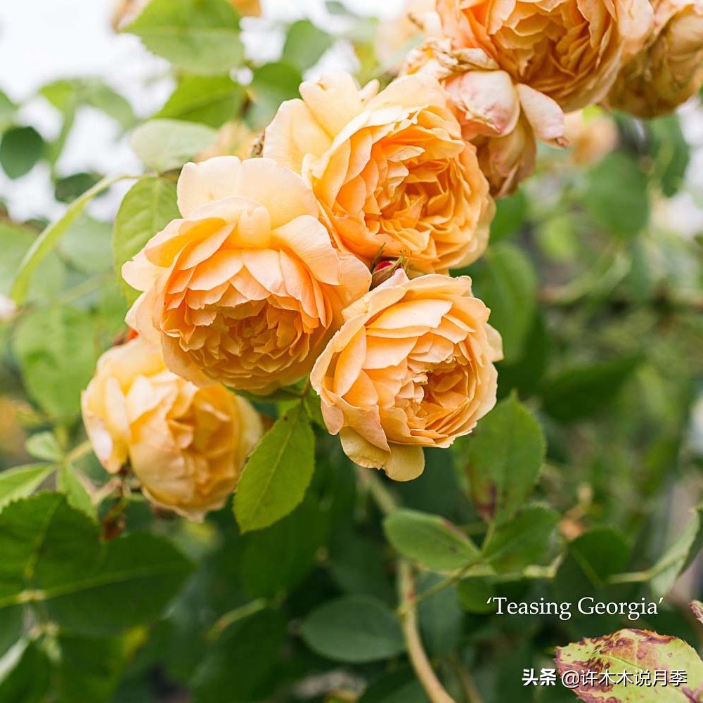 前一段时间买的月季不开花怎么办,月季不开花怎么区分开花颜色