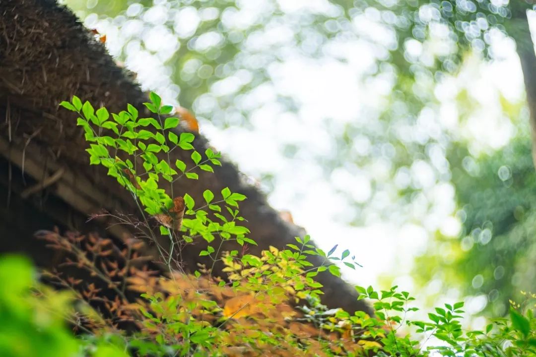 腹有诗书气自华精选200个千古名句,腹有诗书气自华200句值得背诵