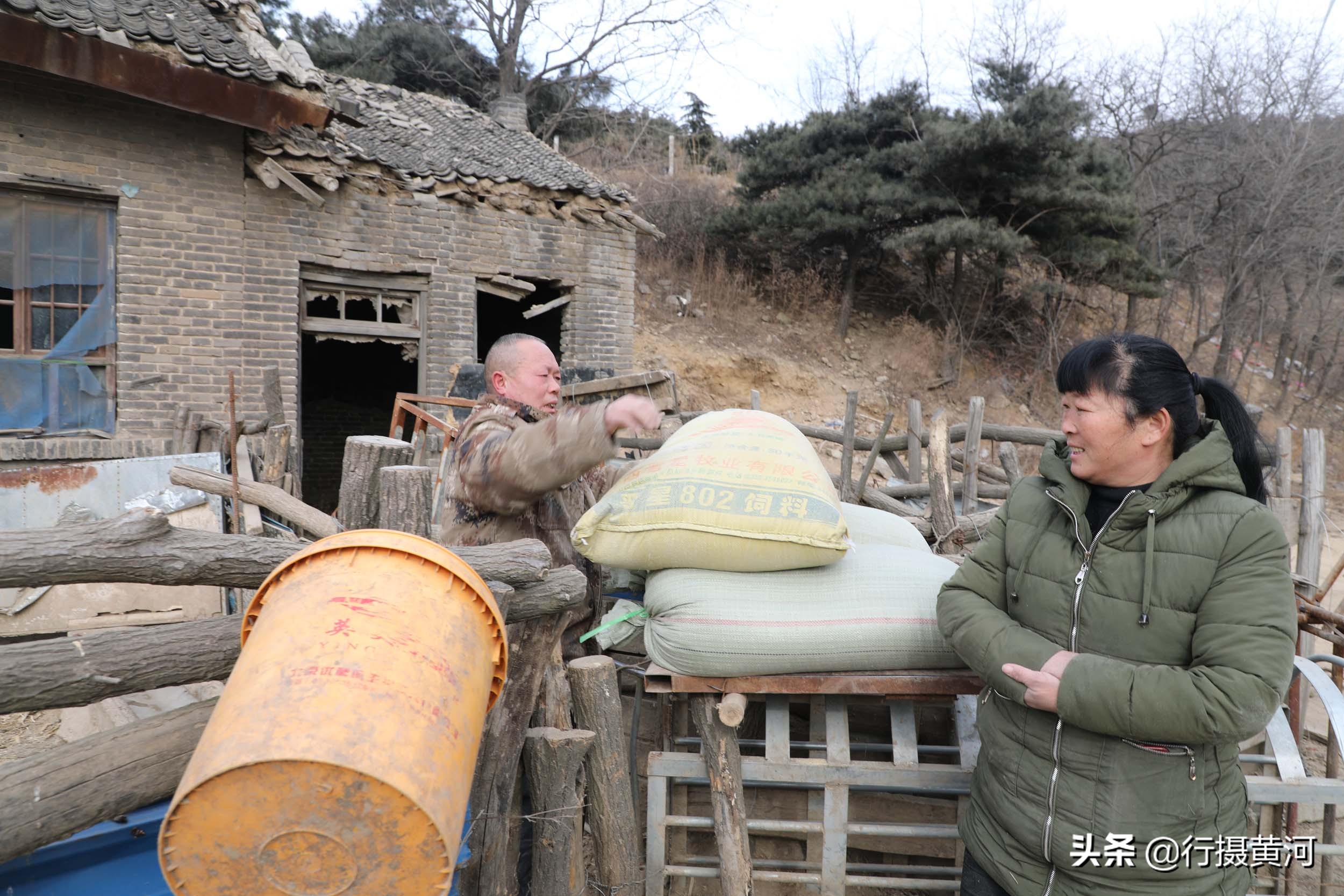 90后夫妻山中搞养殖飞鸡,6旬夫妻深山养牛