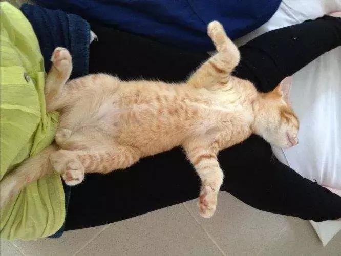 怎样可以封印住一只猫,咋样可以快速封印猫咪