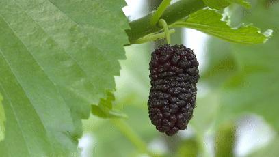 贫血注意哪些食物,贫血应注意什么饮食禁忌