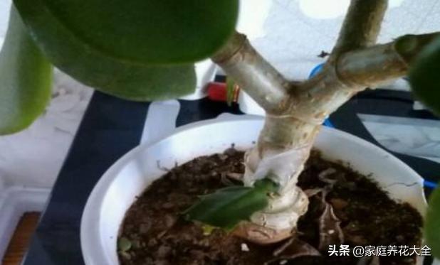 嫁接花卉的方法与技巧,成活率最高的花卉嫁接方法