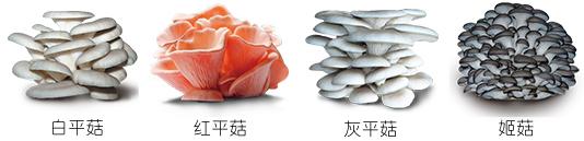 在家种蘑菇菌包靠谱吗,家种蘑菇菌包