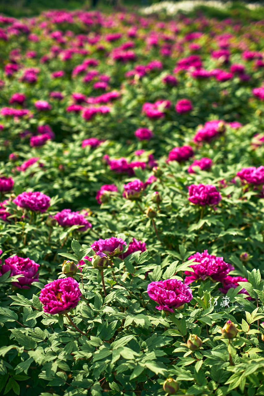 牡丹盛开的地方牡丹园,牡丹园牡丹花竞相绽放