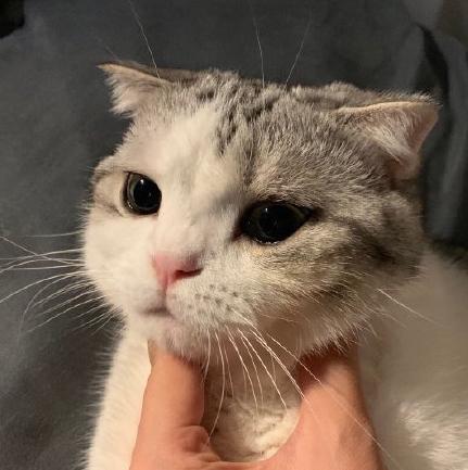 到底是养一只猫好还是养两只,养一只猫好一点还是两只猫好一点