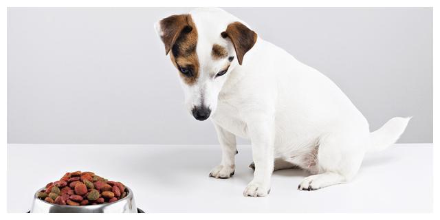 狗狗厌食吃什么狗粮,狗狗宁愿饿着也不吃狗粮怎么办