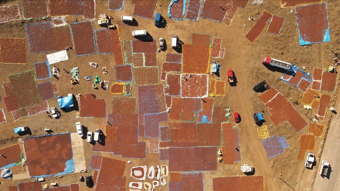 榛子是中国原产的吗,榛子是什么坚果