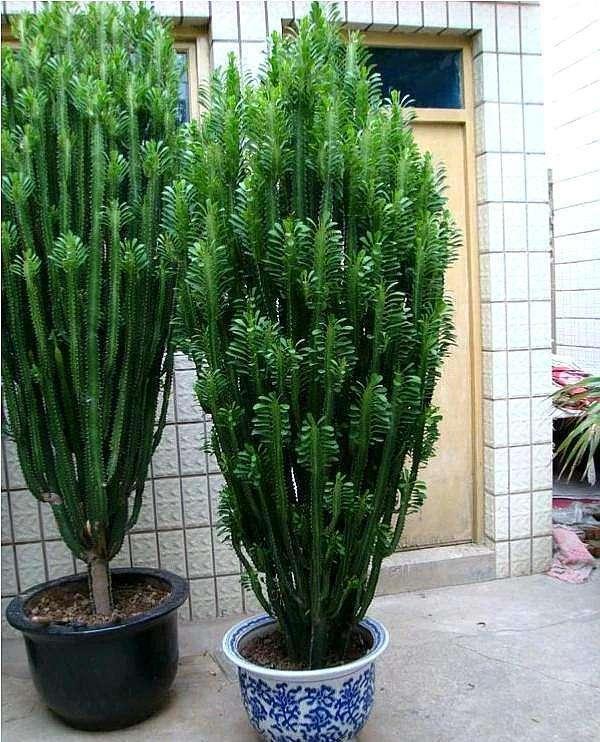 多肉光棍树喜酸还是喜碱,光棍树多肉怎么解毒