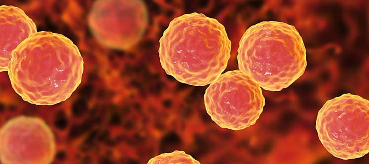 猪高热病怎么处理最好,猪场高热怎么治