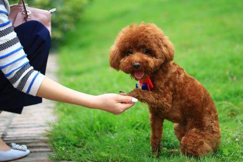 训练泰迪，需要清楚这些事，对你有好处