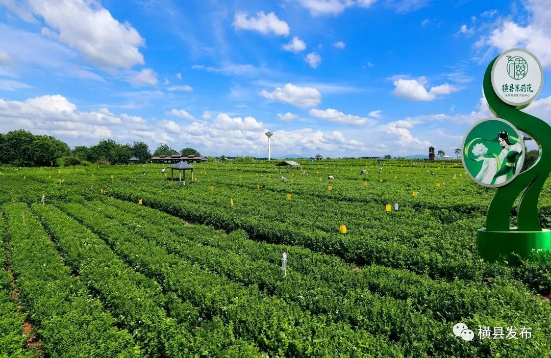 从象州到横县多少公里,由县城到市区的行程数据查得到吗