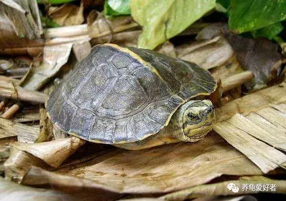 给乌龟干养的正确操作你做对了吗,给乌龟做家的简单办法