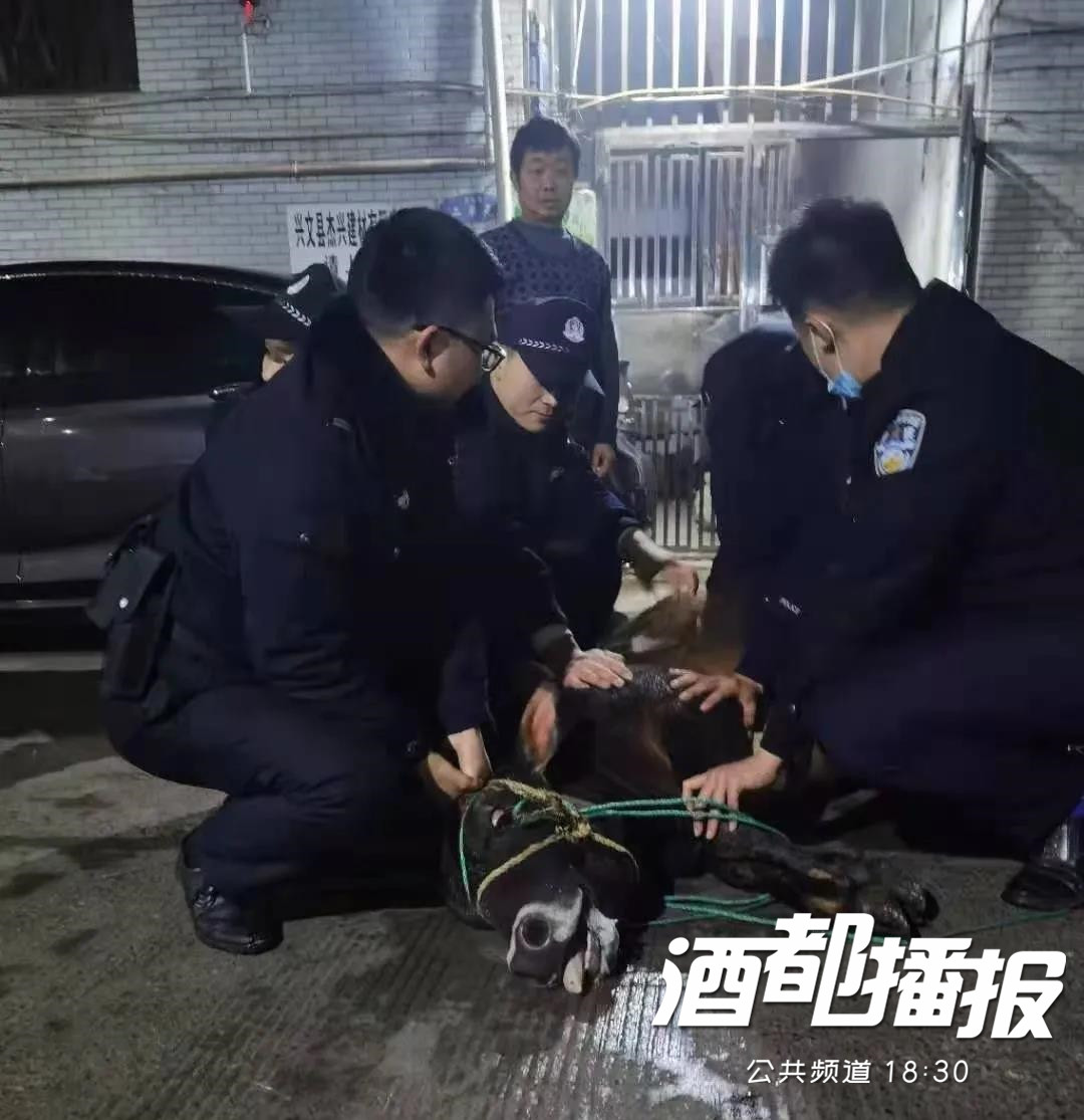 宜宾这个地方出现惊险一幕，“黑猫警长”大战“牛魔王”