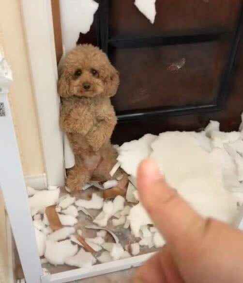 虐待狗狗会有什么后果,狗狗被人虐待后果