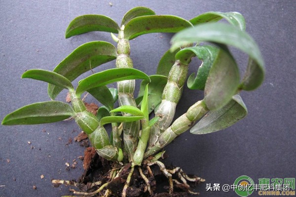 石斛的根腐病,石斛得了软腐病怎么办