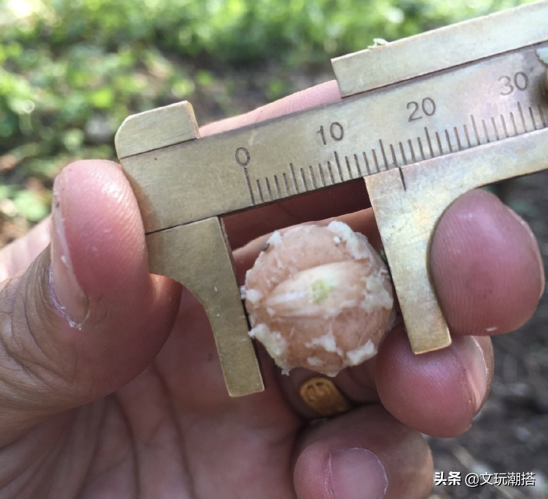 凤眼菩提为什么有的小尺寸就便宜,凤眼菩提怎么看品相