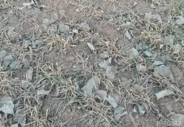 小麦缺肥发黄怎么办,小麦根发黄是什么病