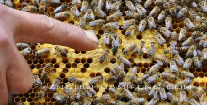 中囊病是否和天气有关,中囊病最明显的症状