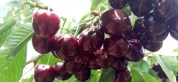 俄罗斯8号樱桃特点,俄罗斯8号樱桃优缺点