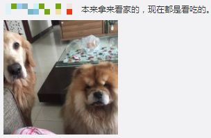 动物世界里最懒的动物是哪个,世上最懒的动物是猪