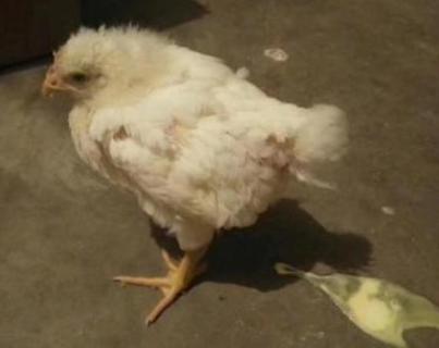 小鸡有了呼吸但却不睁眼怎么办,小鸡呼吸困难头一伸一缩怎么治