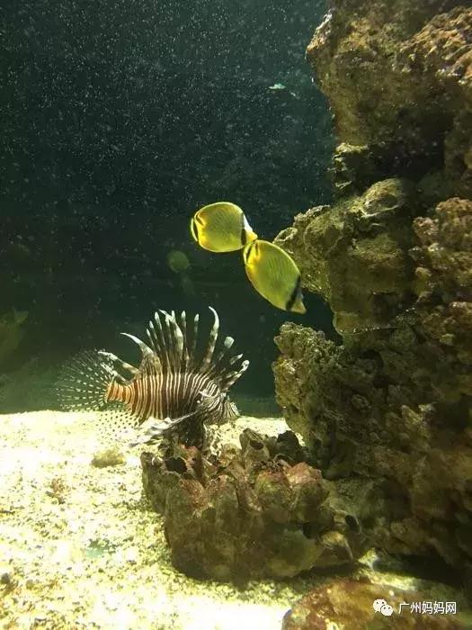 广州周末带娃避暑好去处,广州避暑亲子游好去处