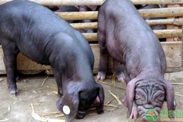 25个濒临灭绝的本土猪品种,本土猪为什么会濒临灭绝