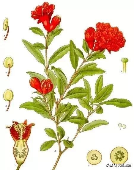 石榴传奇,石榴的传奇故事