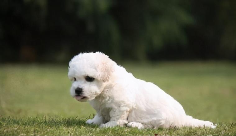 你家比熊的样子,小比熊驱虫后多久能知道有没有虫