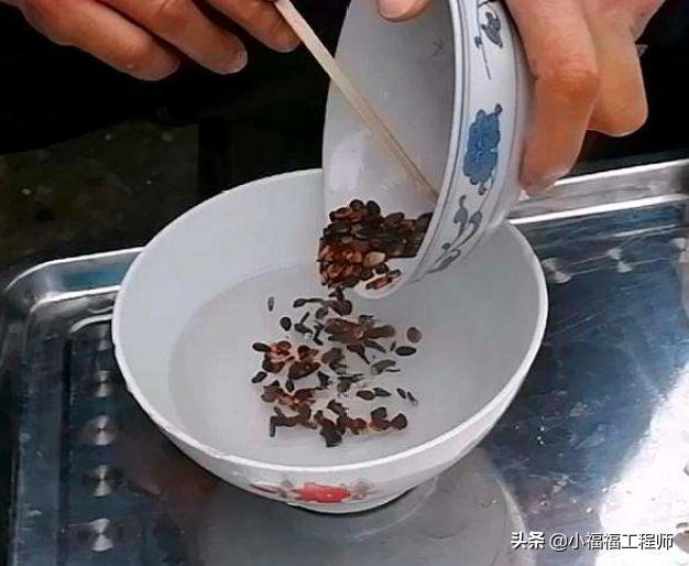 出芽不整齐,催芽一直没出芽怎么办