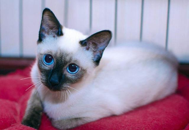 暹罗猫怎么能养胖,纯种贵族暹罗猫