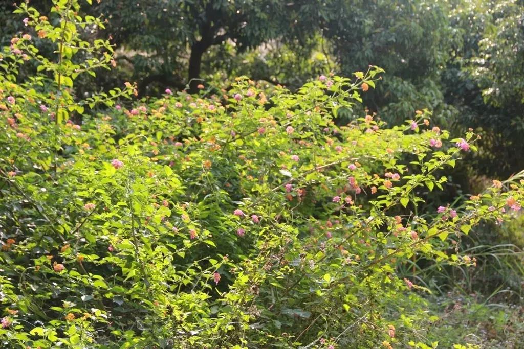 沉香树长得是什么样的,沉香漂亮