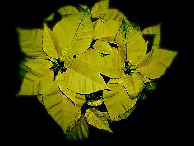 花大色艳的花卉,中国红花花卉大全