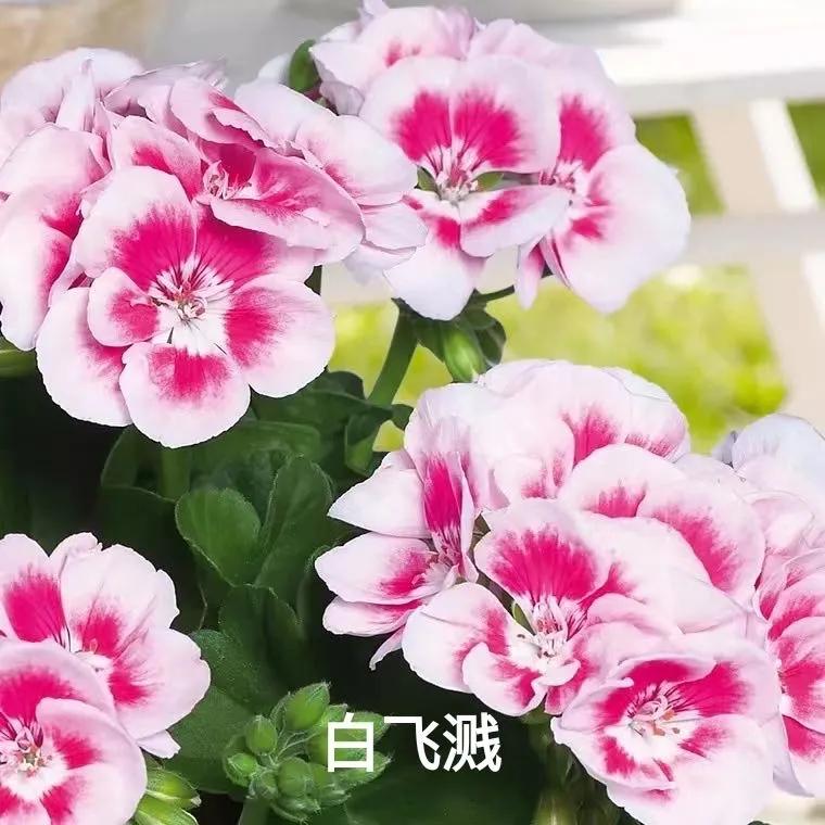 垂吊天竺葵哪些品种容易爆花,天竺葵羊宝和糖果双色哪个更爆花