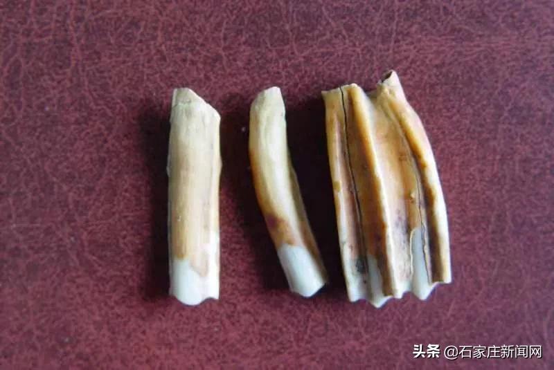 这里，是石家庄先民之家