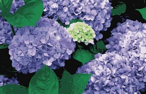 钃濈传鑹茬殑鑺辨湁鍑犵,10绉嶈秴缇庣殑娴呯传鑹茶姳