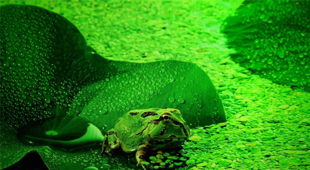 tcl电视98t7e98英寸测评,tcl98寸电视t7e和q6e对比