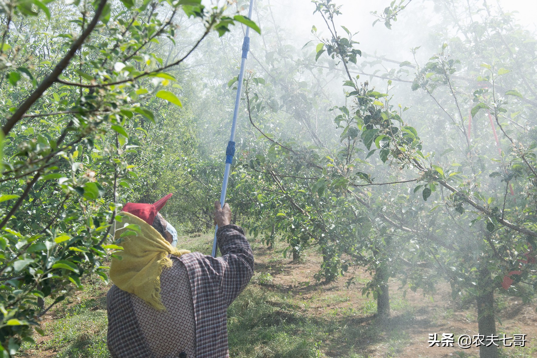 冰雹过后苹果受害严重，果农如何抗灾自救，把损失降到最低