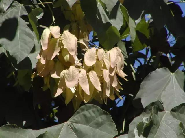 我国很多成语与植物有关,汉语成语中的植物文化