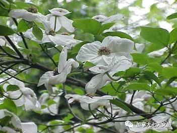 加拿大的国花是什么花,加拿大的国花国树图片