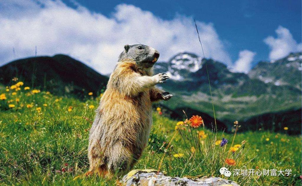 星巴克猫爪杯成功的饥饿营销,星巴克猫爪杯营销方法