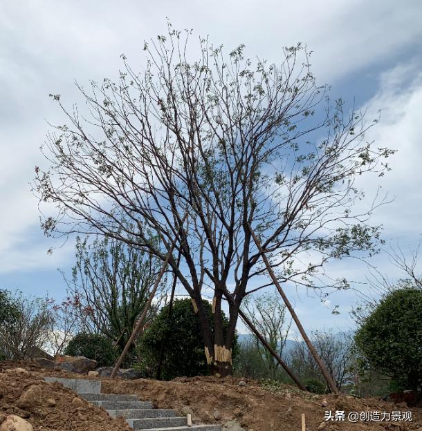 如何对植物进行管理,植物苗期管理视频