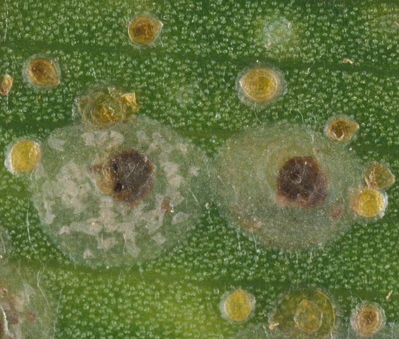 阳台上的花哪来的蚧壳虫,养花爱生虫教你一招根除蚧壳虫