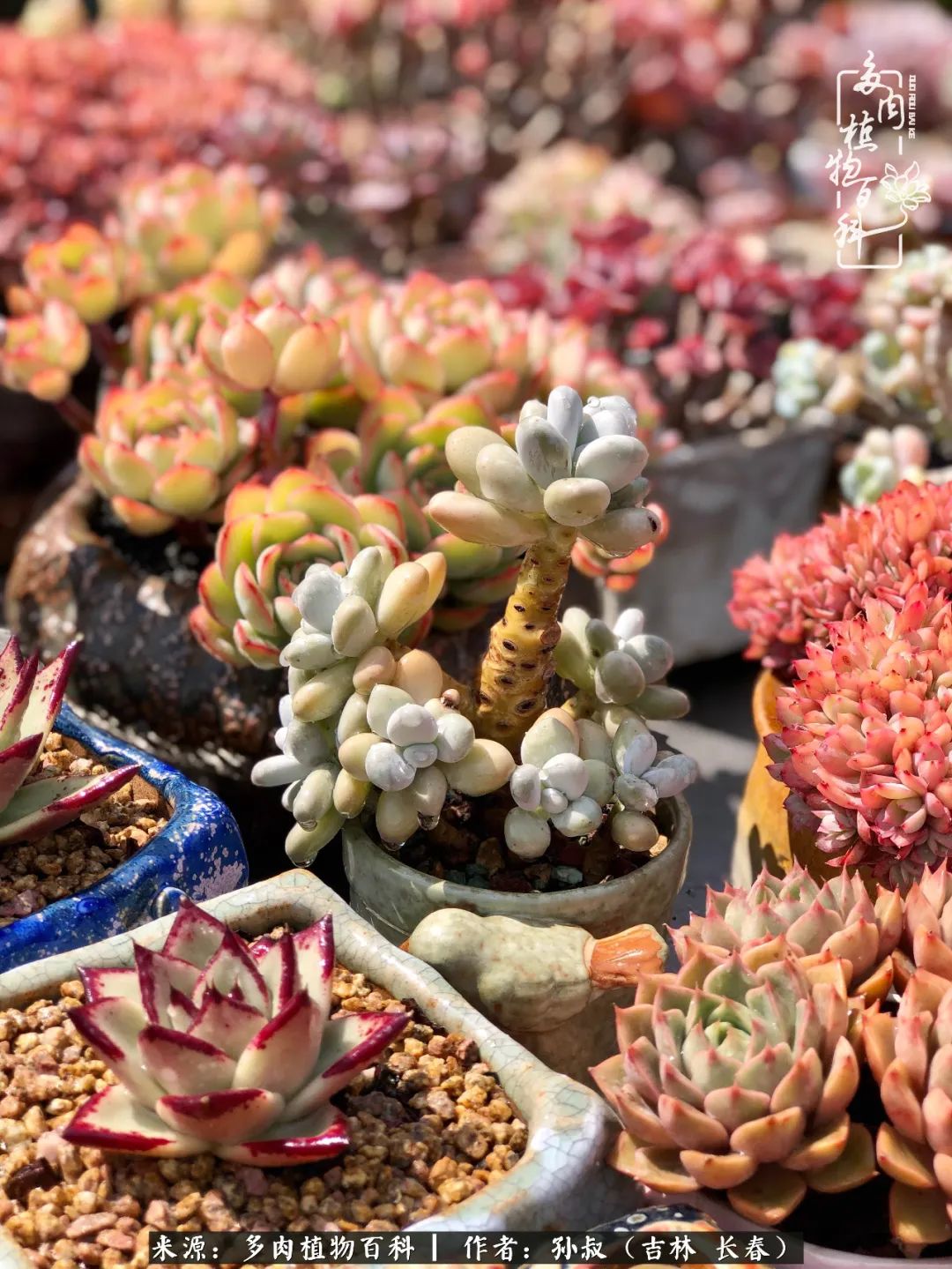 与多肉一起成长,与多肉相伴