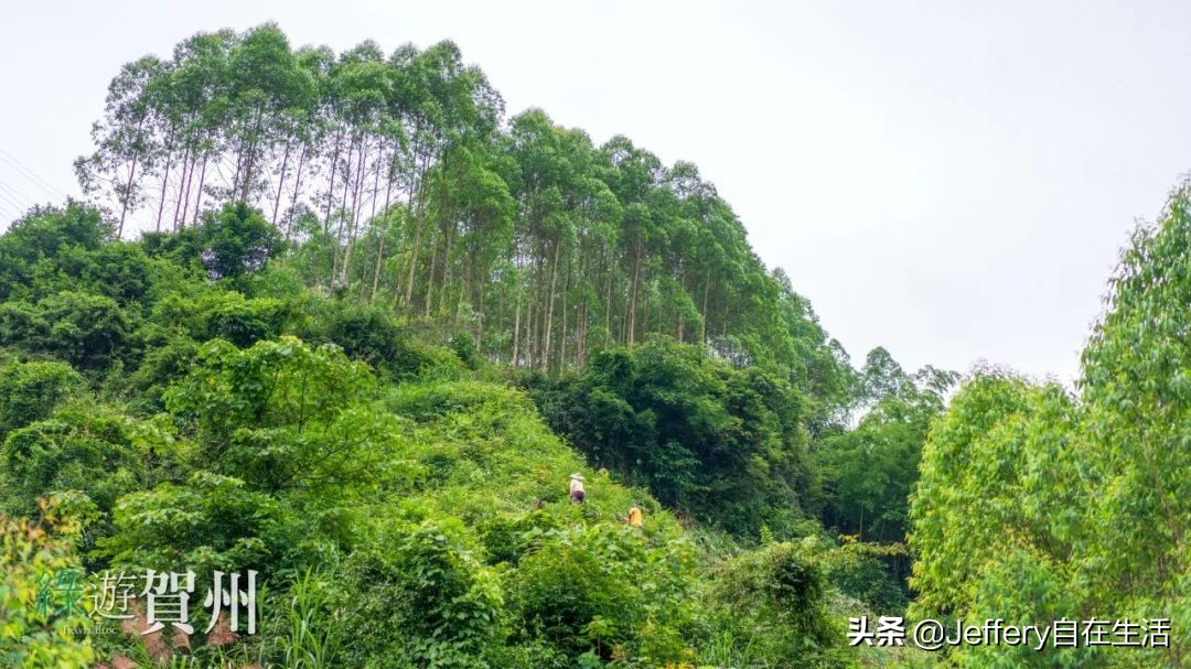 拍贺州｜莲塘镇大山深处的“一号基地”