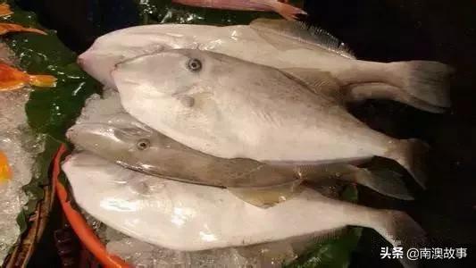 南澳渔民出海最常见的50种海鱼，都吃过，你就能退休了！