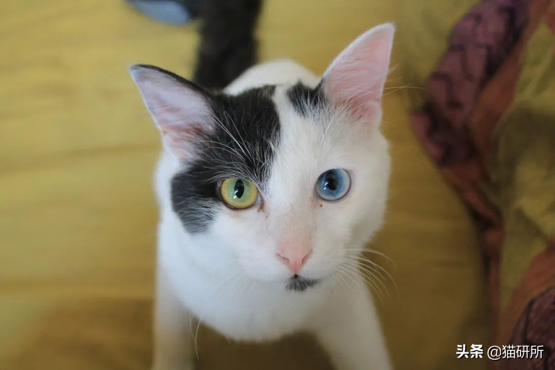 猫咪眼睛不同形态,猫咪的眼睛为什么有各种颜色
