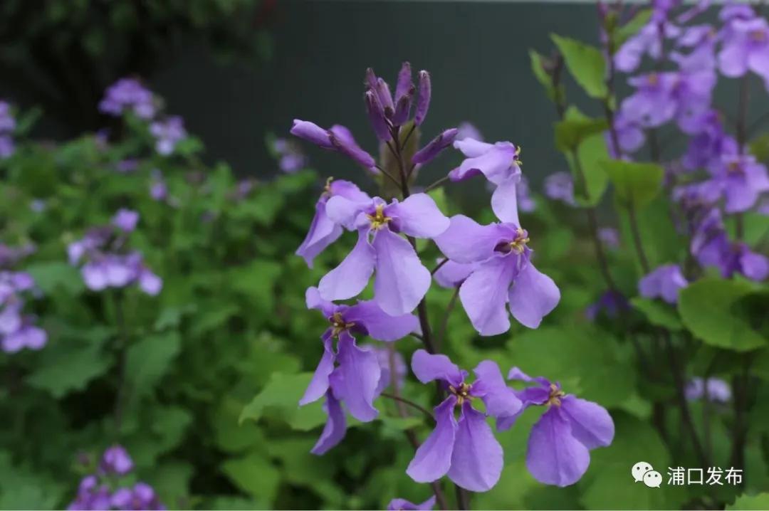 浦口花,南京看花的地方浦口